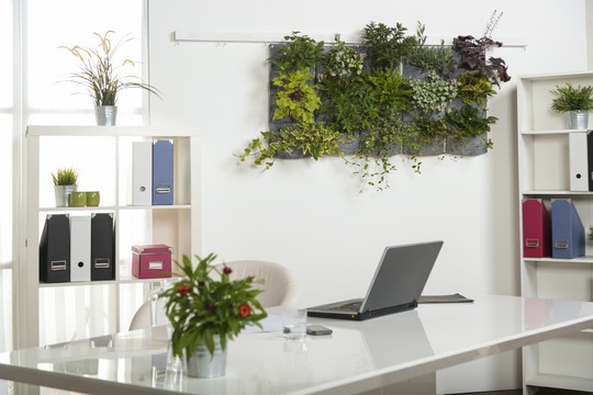 rośliny w biurze